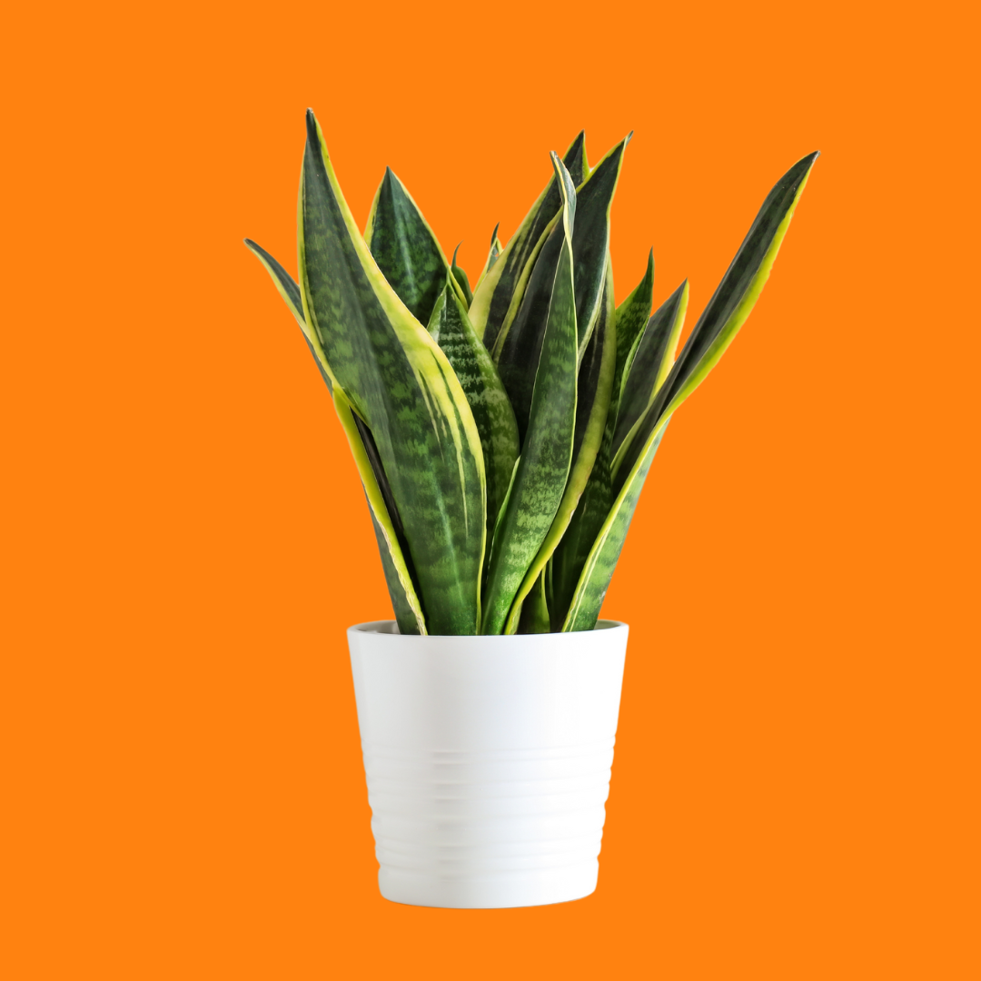plant snake laurenti Snake Plant 'Laurentii' – Plantitas