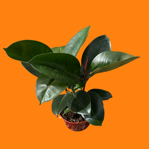 Rubber Tree 'Burgundy' - Ficus elastica