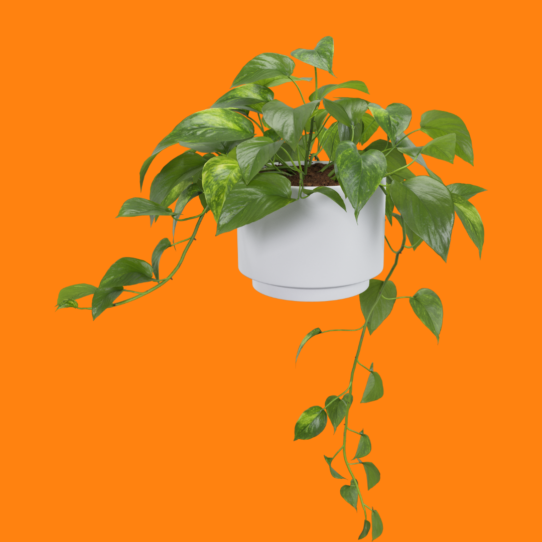 orange pothos Golden Pothos – Plantitas