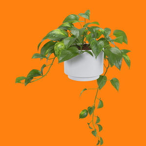 6" Golden Pothos Plant