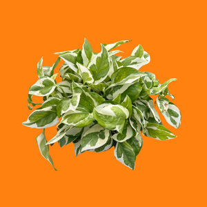 orange pothos Pothos N' Joy – Plantitas