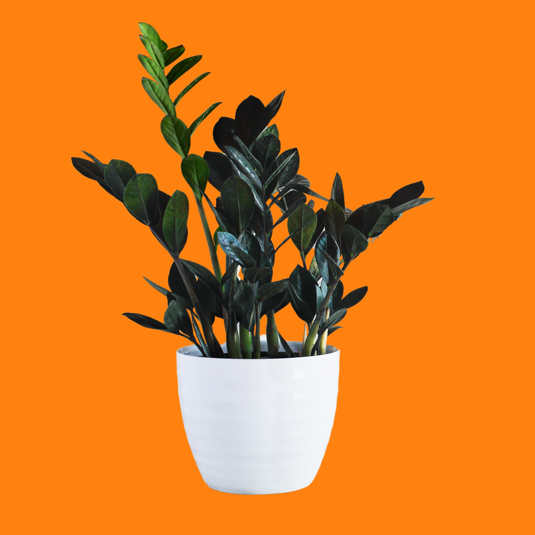 zz plant png ZZ Plant – Plantitas